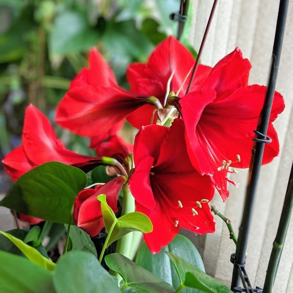 Meet your Posher, Geri - Picture 1 of 1